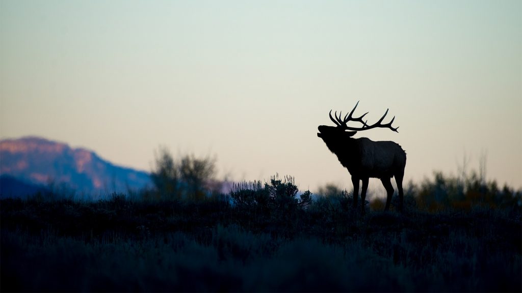 GRAND TETON NATIONAL PARK, WYO.: Elk Bugling to attract females during the elk rut. (Photo credit: © National Geographic Channels / Ryan Sheets)